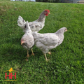 Sapphire Splash chicks