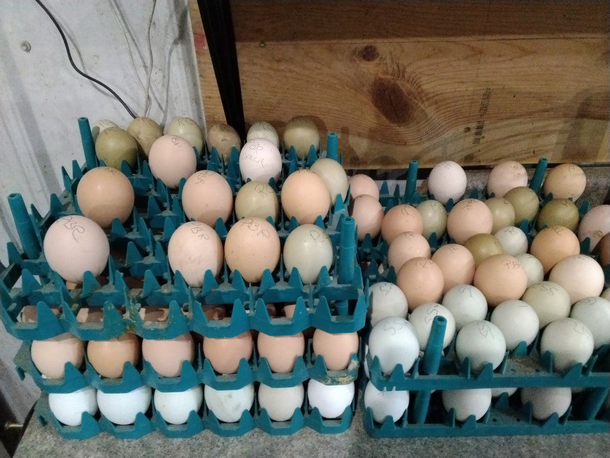 RC Acres Barnyard Marran mix chicks