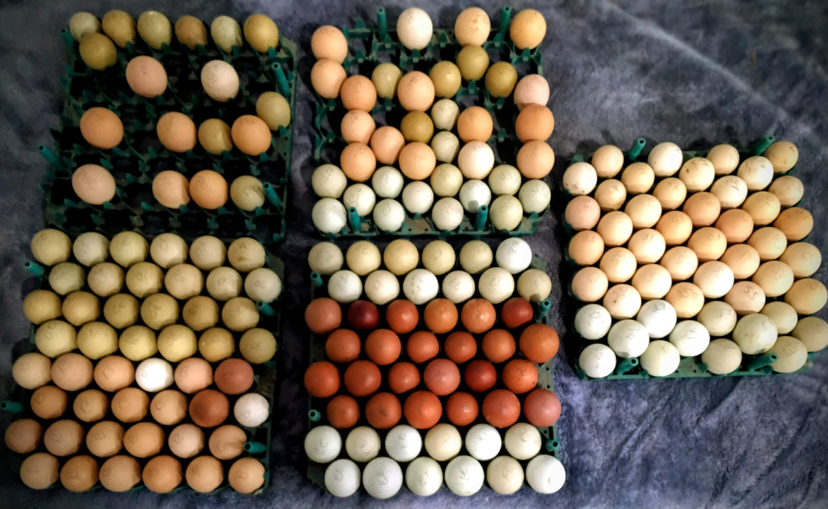 Dark Brown egg chicks