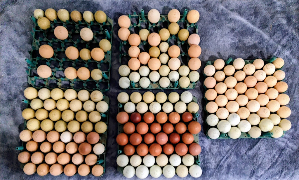 RC Acres Barnyard mix chicks
