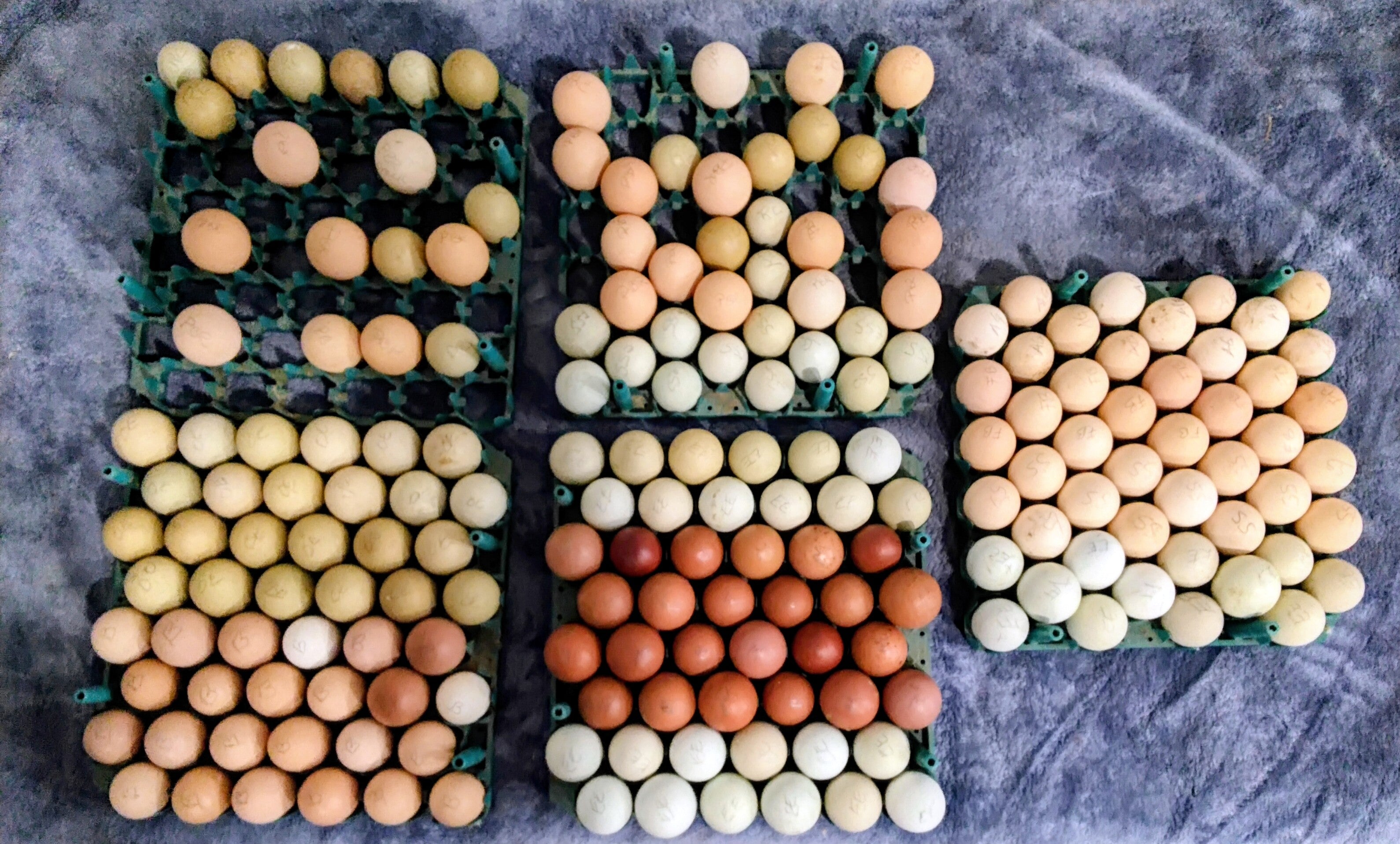 RC Acres Barnyard mix chicks