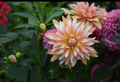 Apelsini Sniega Dahlia plant