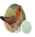 Olive  Egger