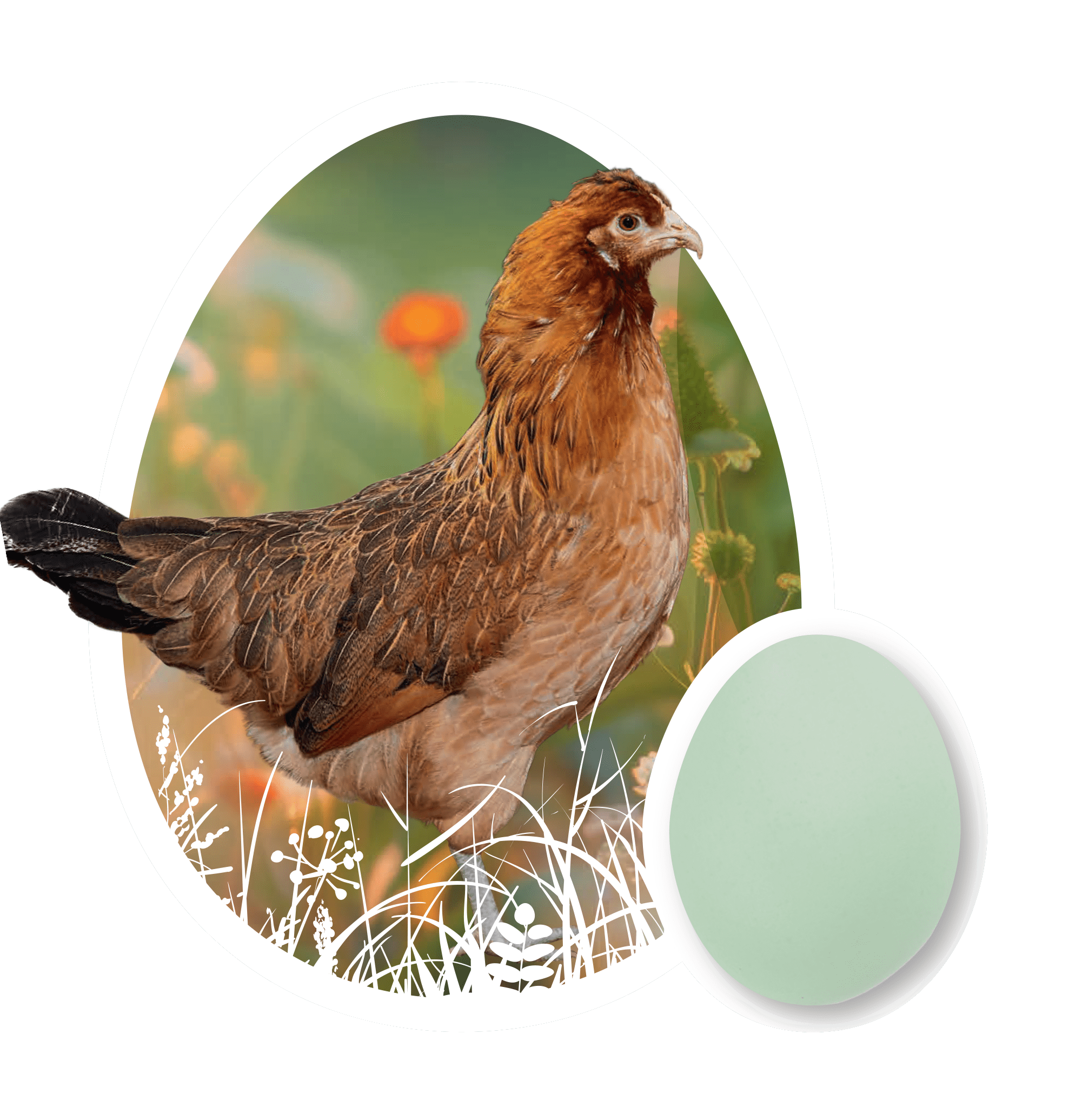 Olive  Egger