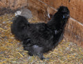 rooster 1