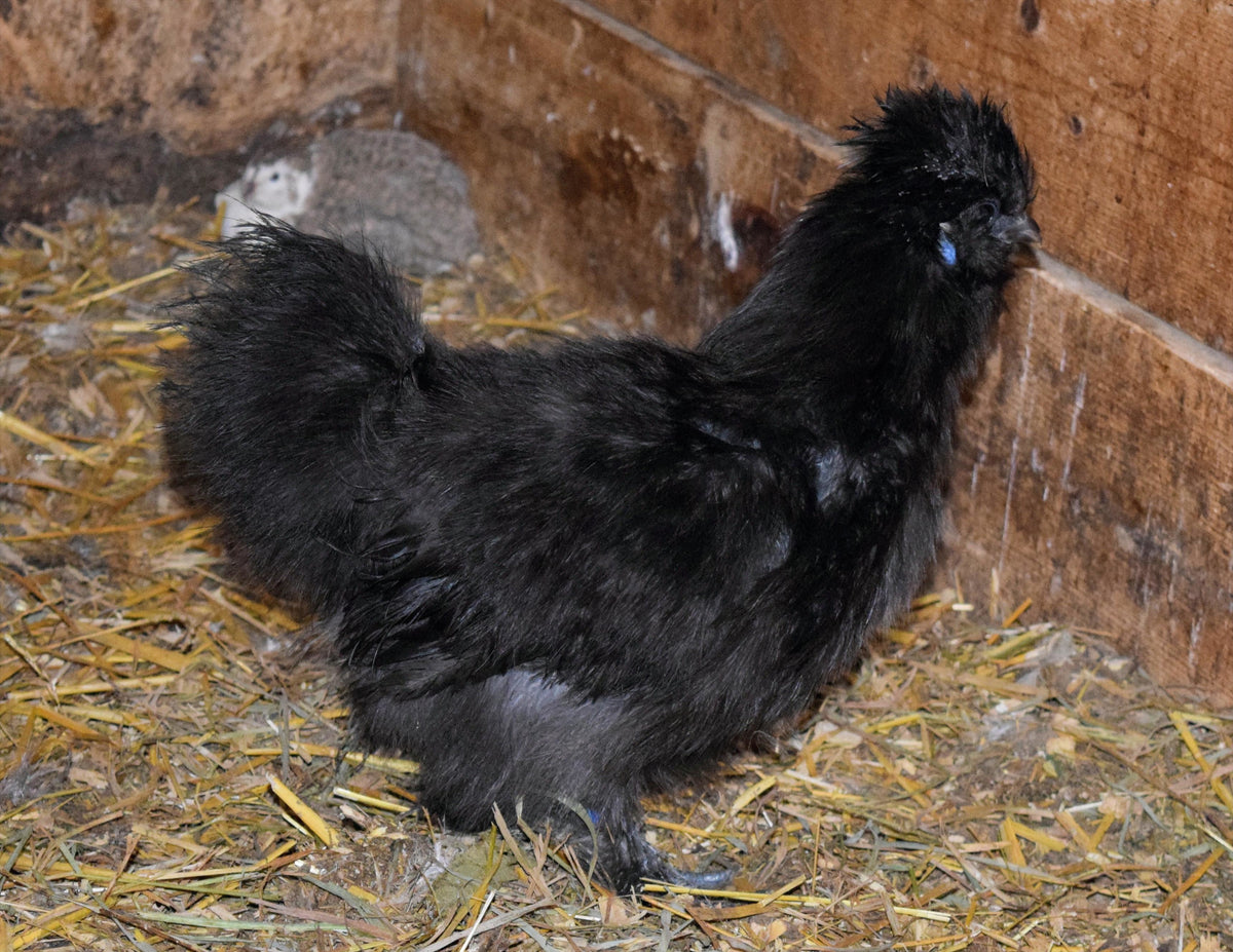 rooster 1