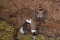 Boer Buckling