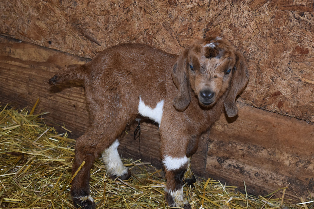 Boer Buckling