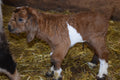 Boer goat wether