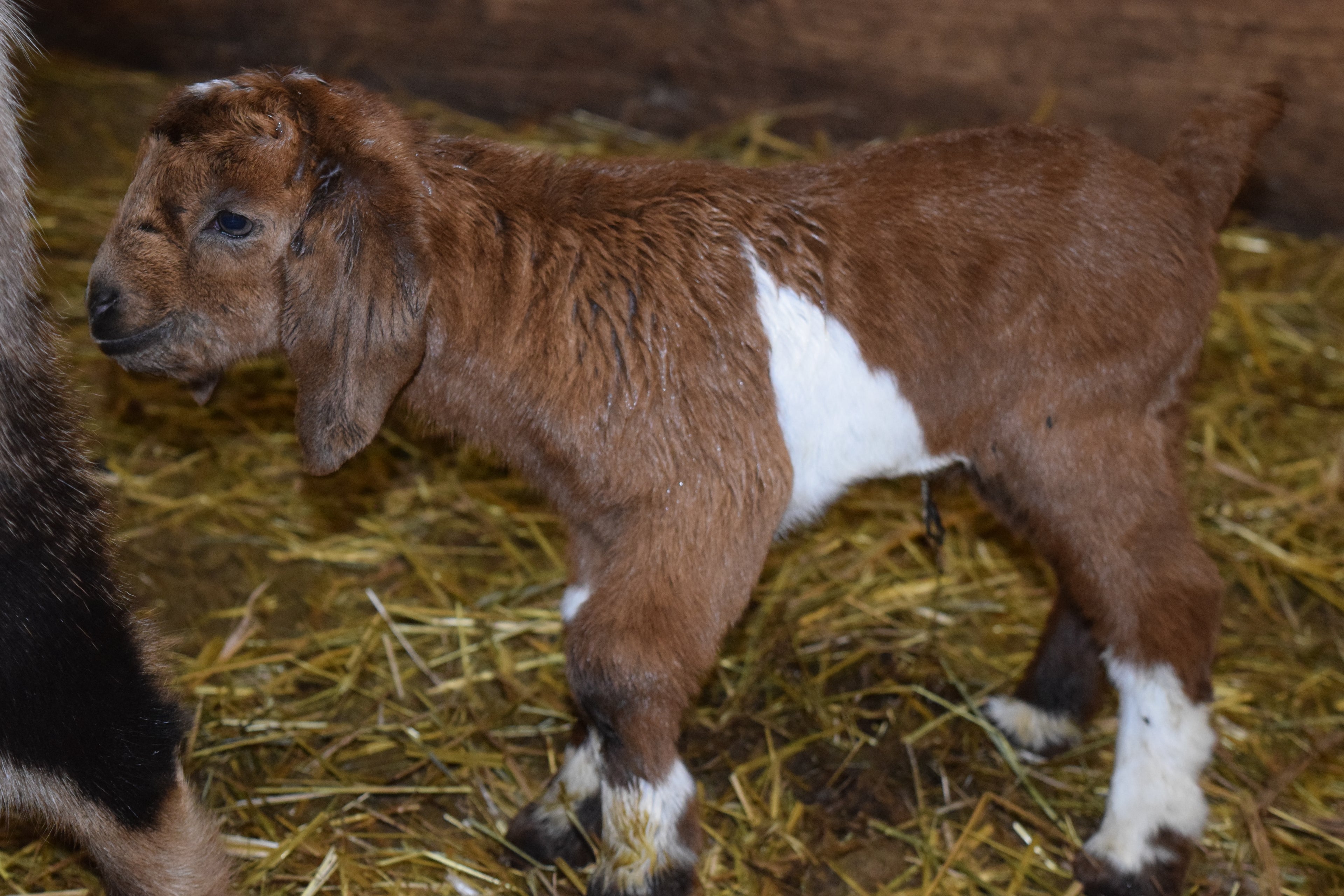 Boer goat wether