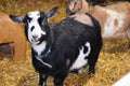 Case Farms Dollup