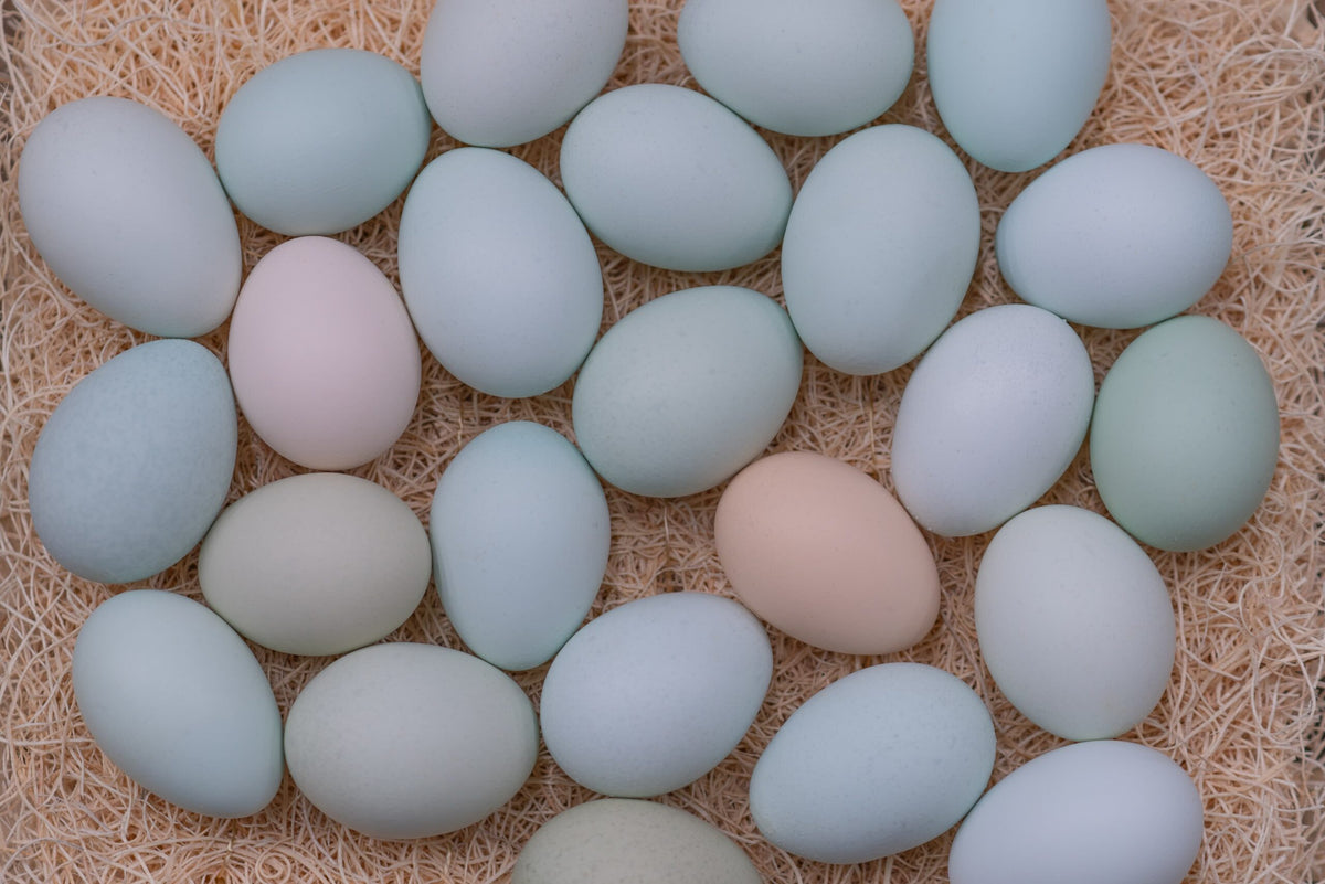Easter  Egger Chicks