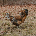 Easter  Egger Chicks