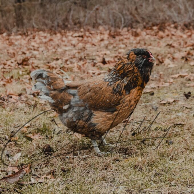 Easter  Egger Chicks