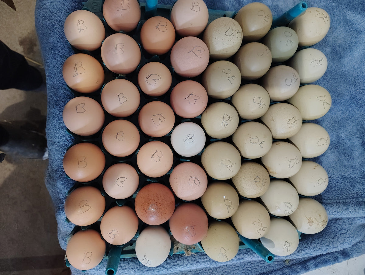 RC Acres Barnyard mix chicks