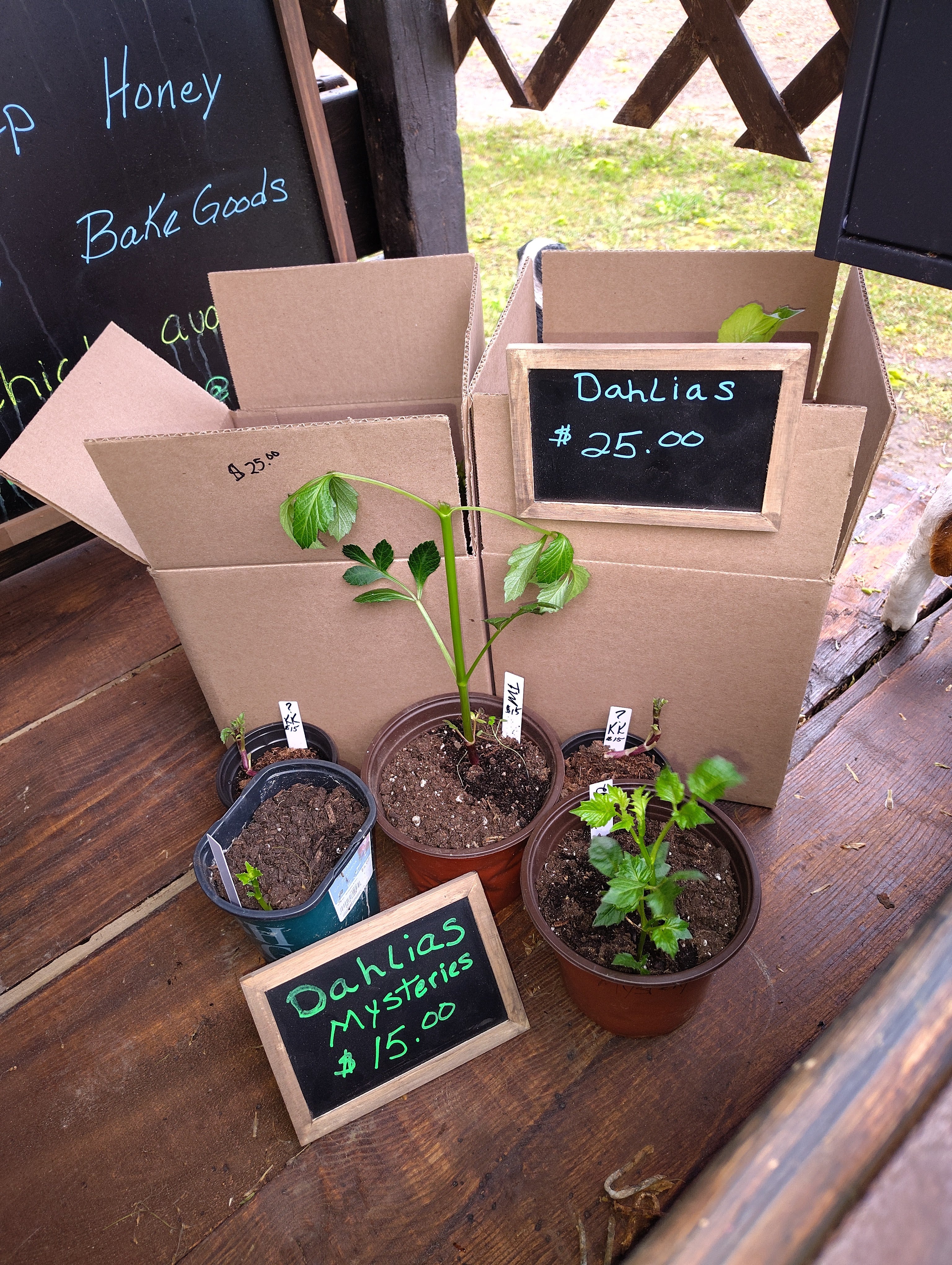 Mystery  dahlia plants