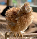 Frizzle Brahma Chicks