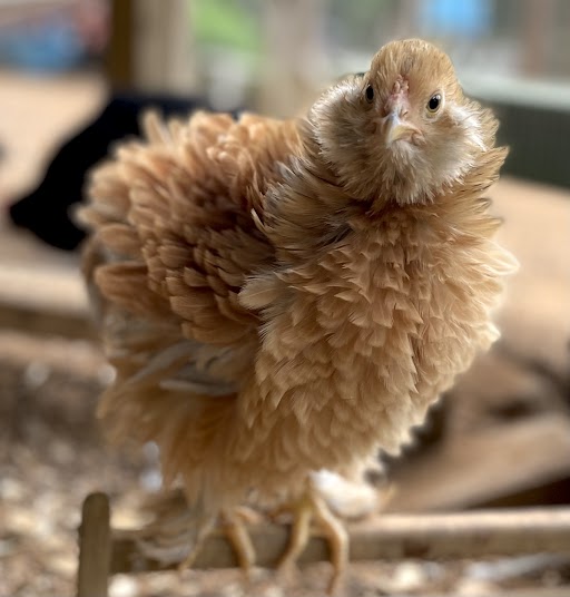 Frizzle Brahma Chicks