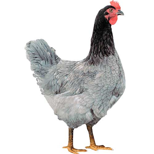 Plymouth Blue Rock Chicks