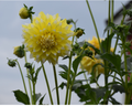 Lemonade  Dahlia Tuber