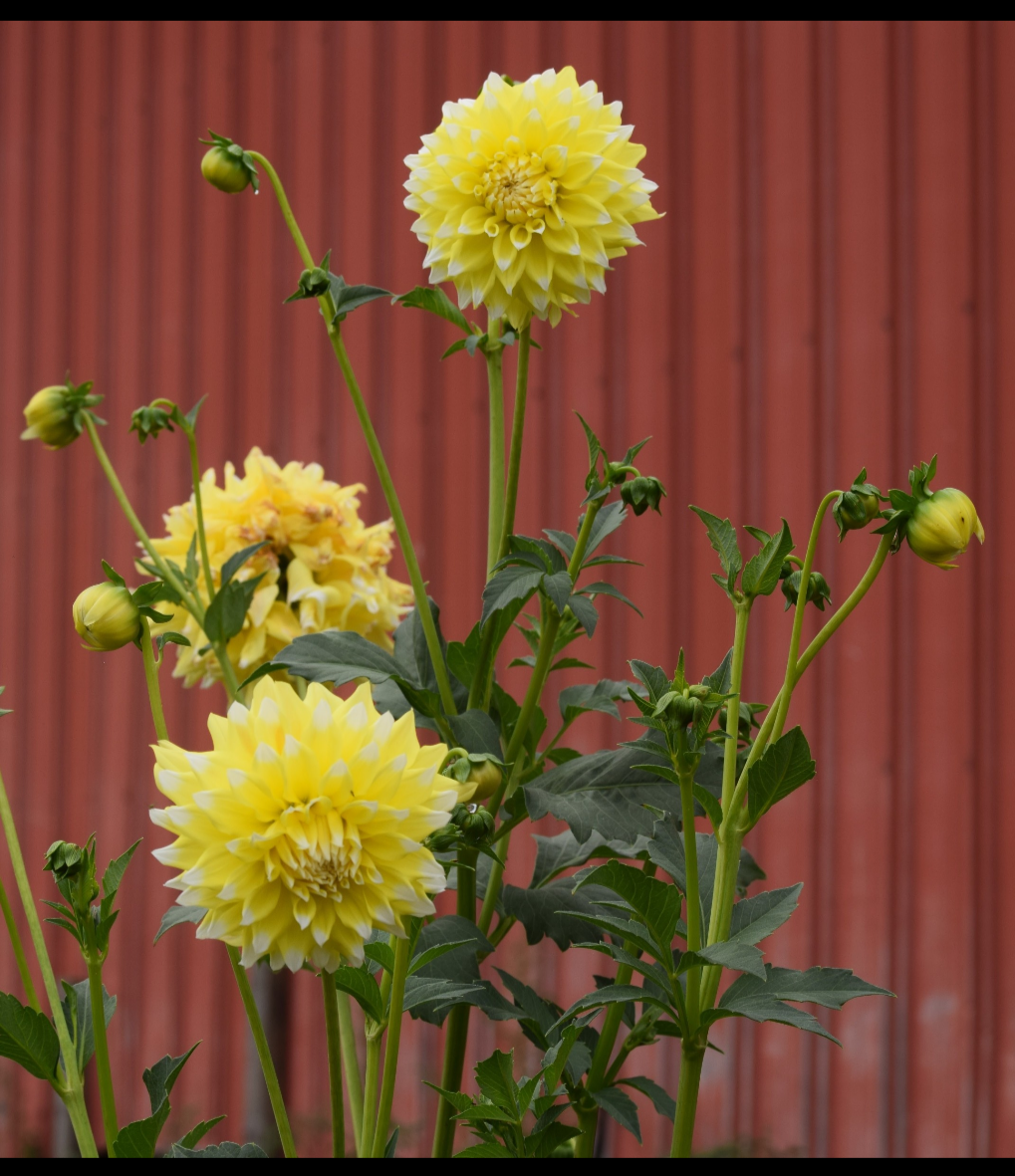 Lemonade  Dahlia Tuber