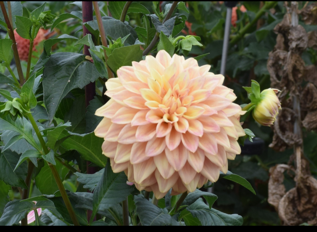 Dahlia tuber P1