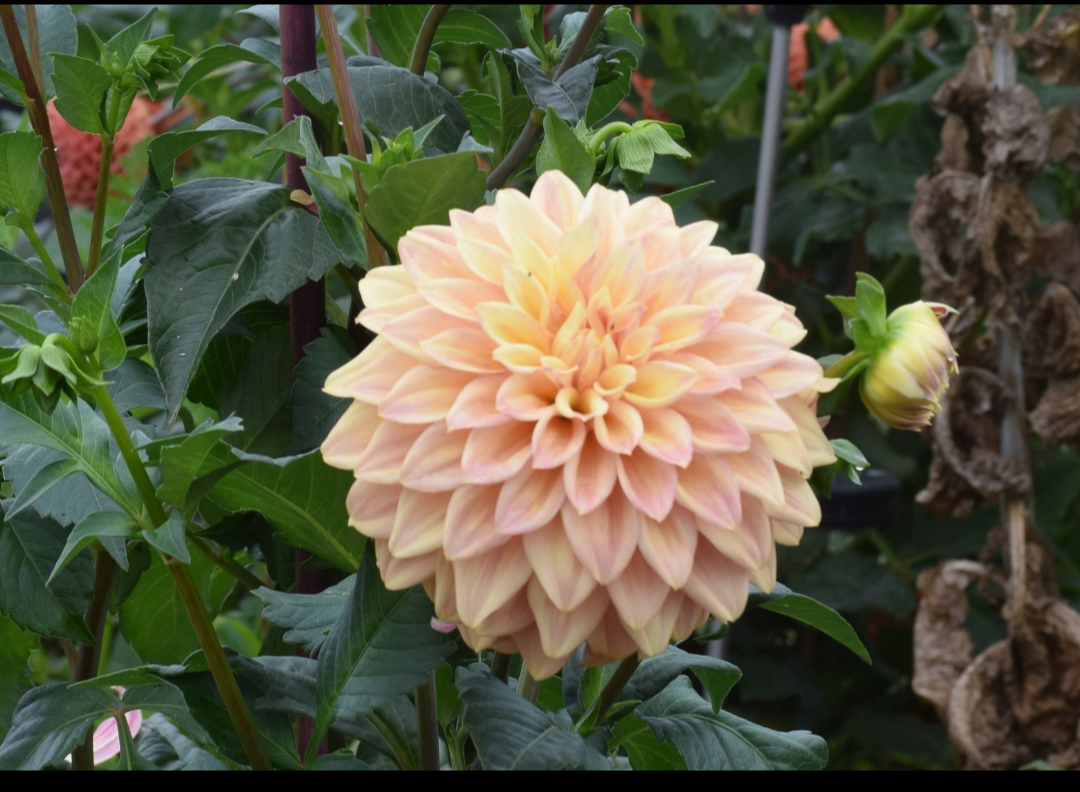 Dahlia tuber P1