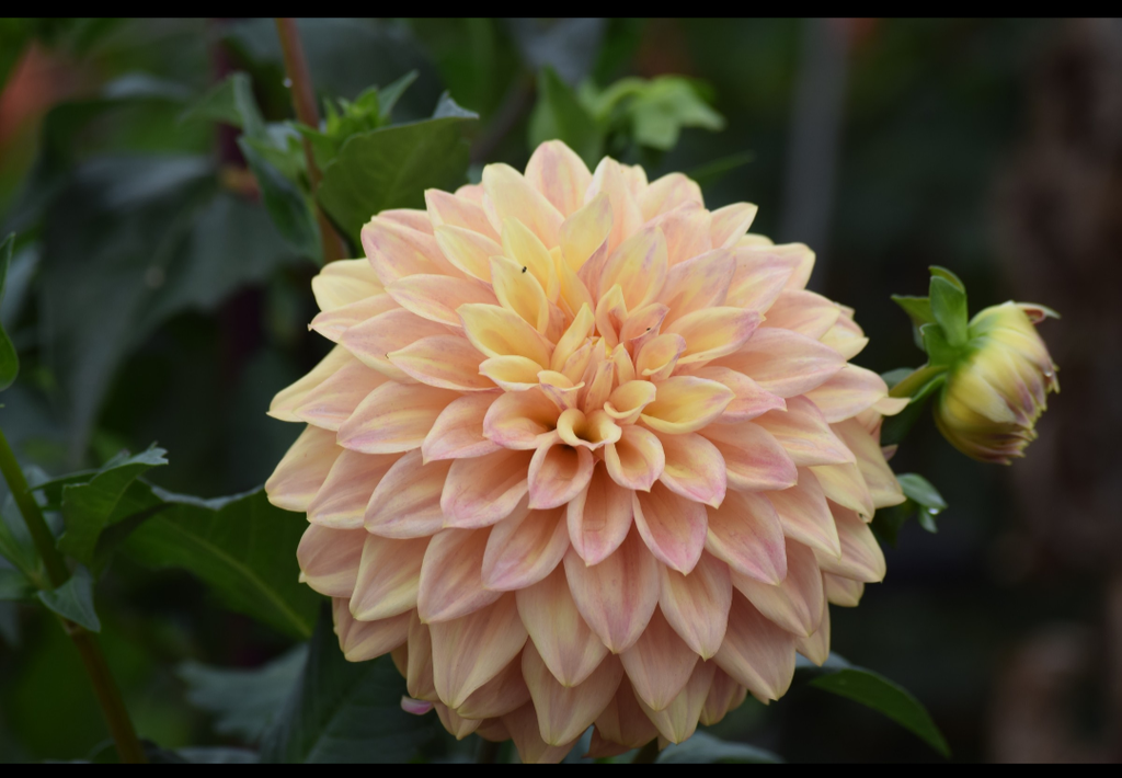 Dahlia tuber P1