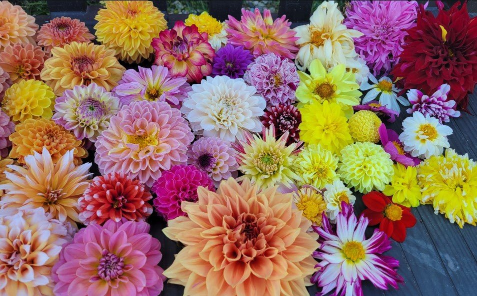 Mystery  dahlia plants
