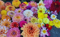 Mystery  dahlia plants