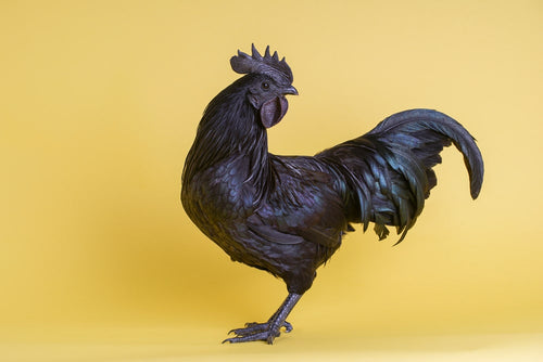 Ayam Cemani