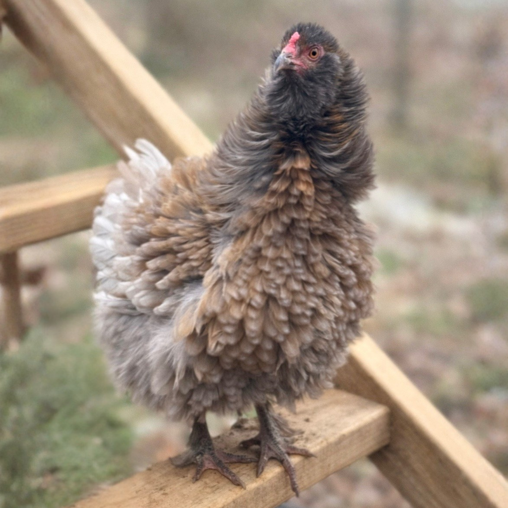 Frizzle Brahma Chicks