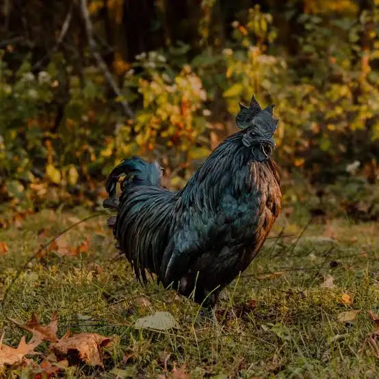 Ayam Cemani