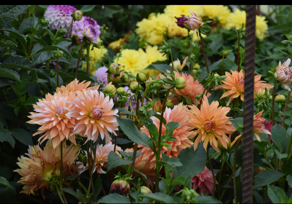 Apelsini Sniega Dahlia plant
