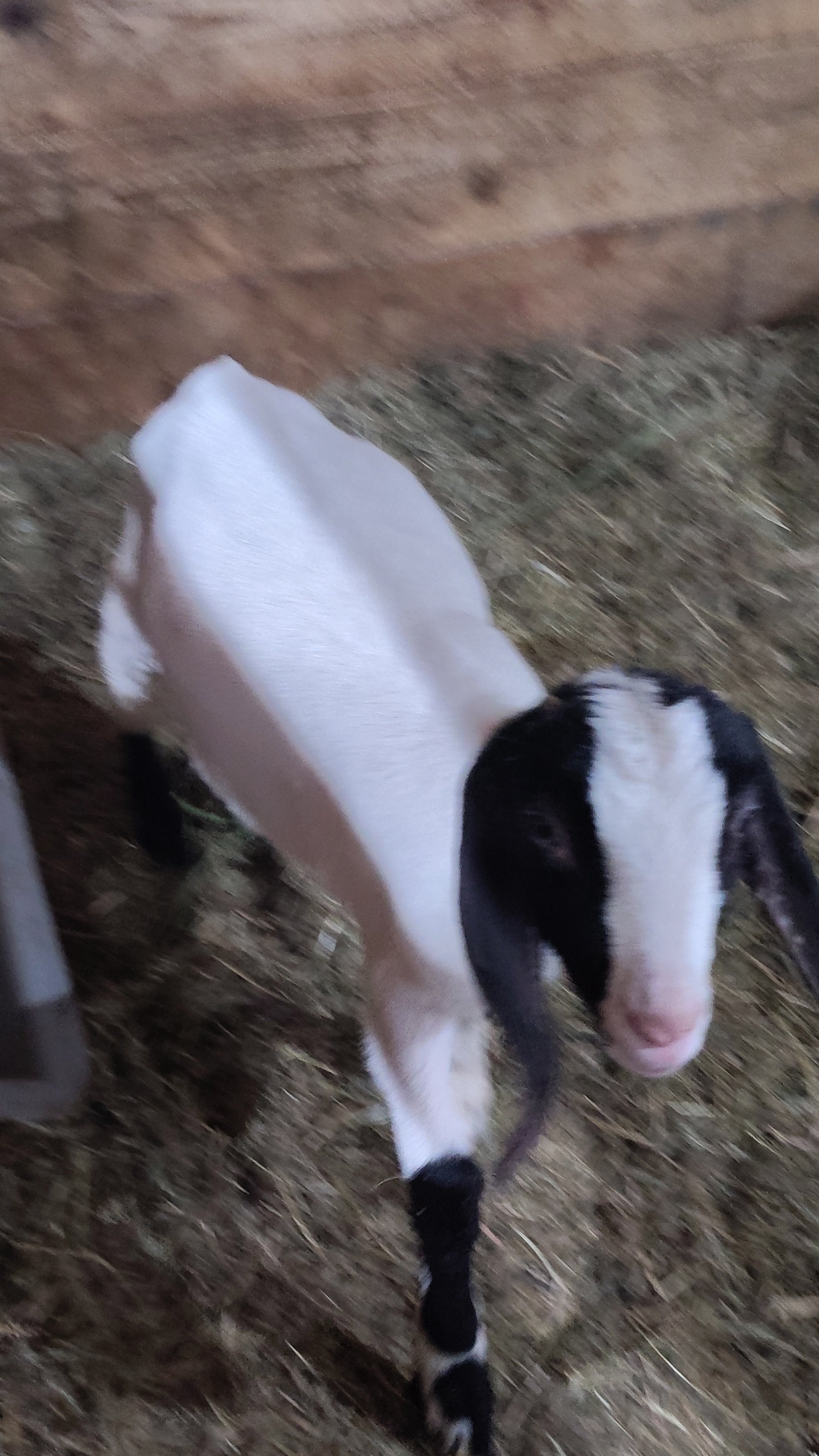 Boer goat wether