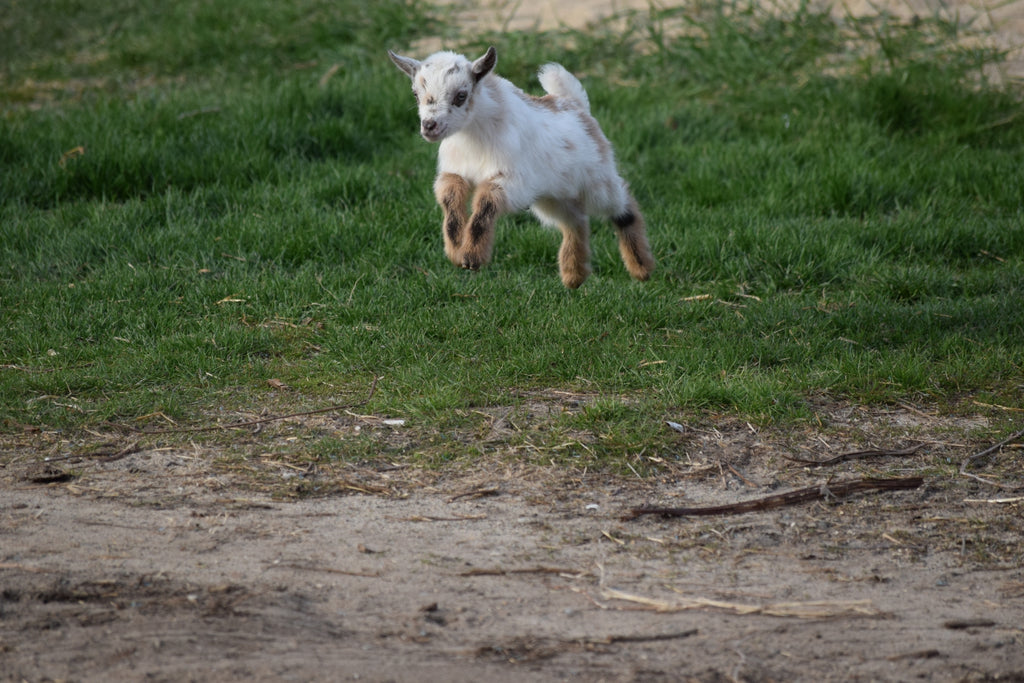 Boer goat wether