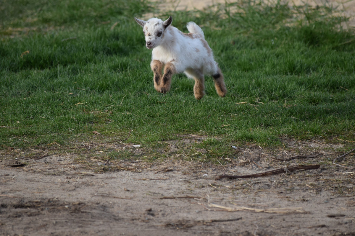 Boer goat wether