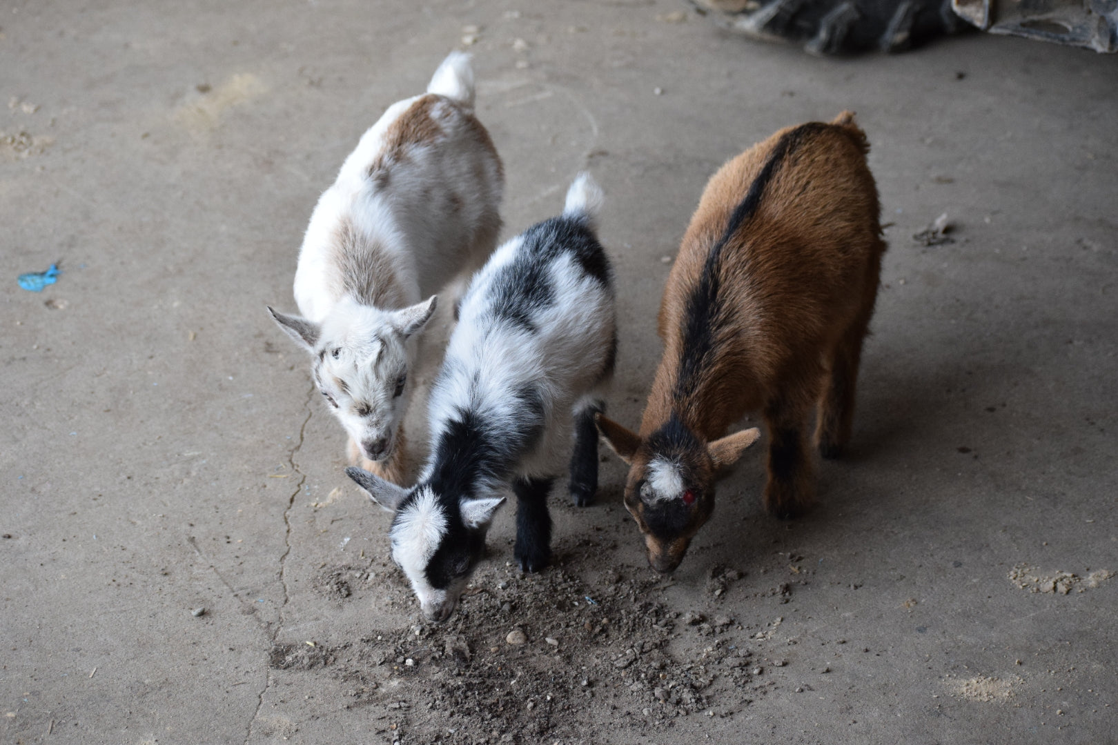 Boer goat wether