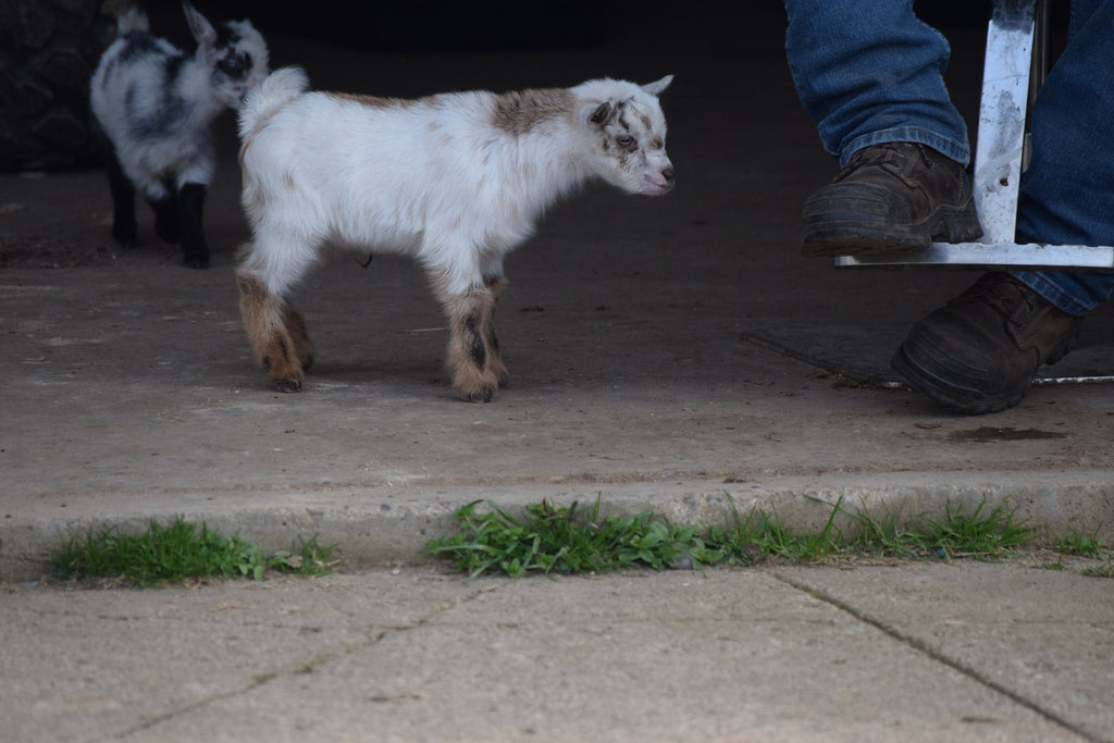 Boer goat wether