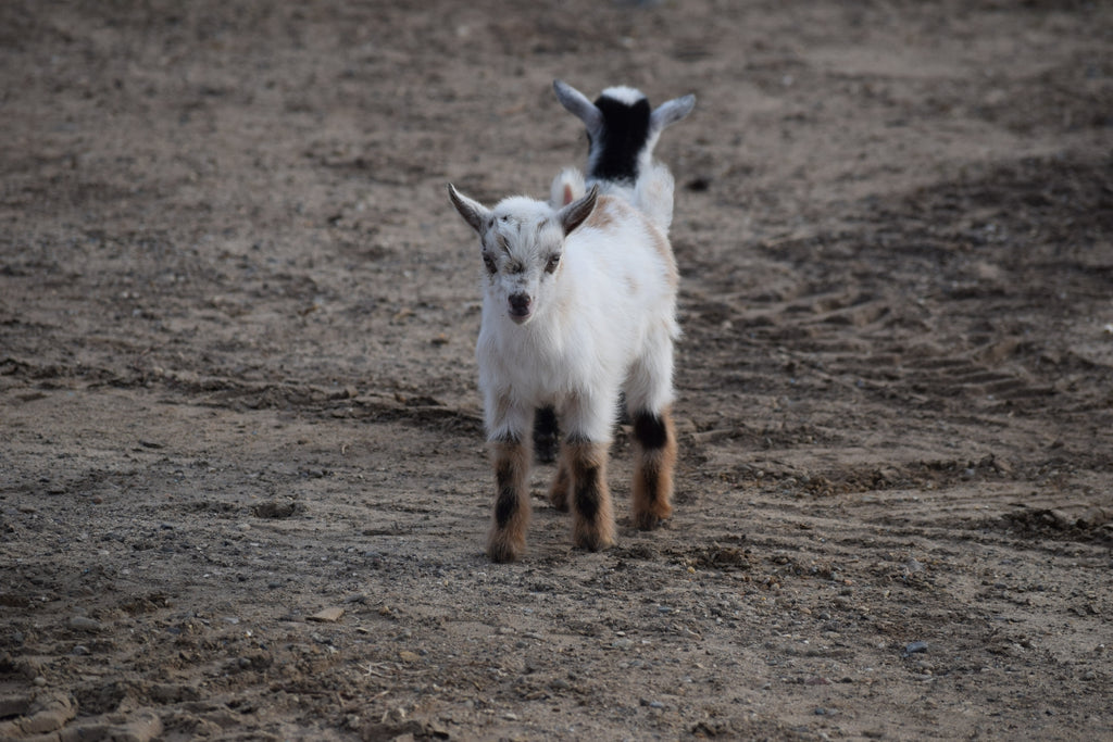 Boer goat wether