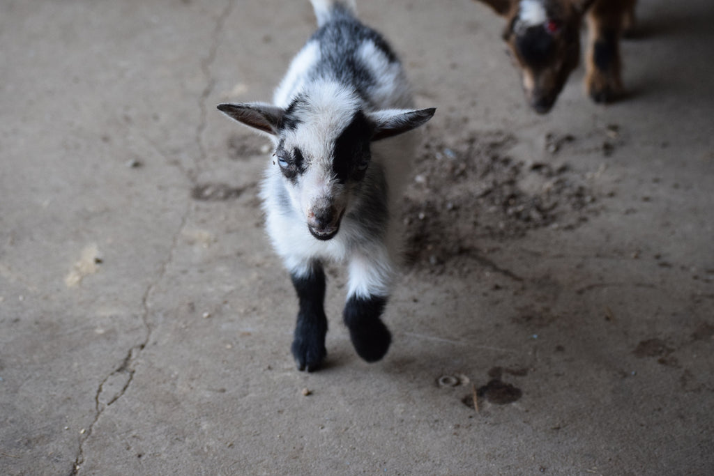 Boer goat wether