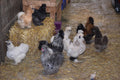 Silkie chicks