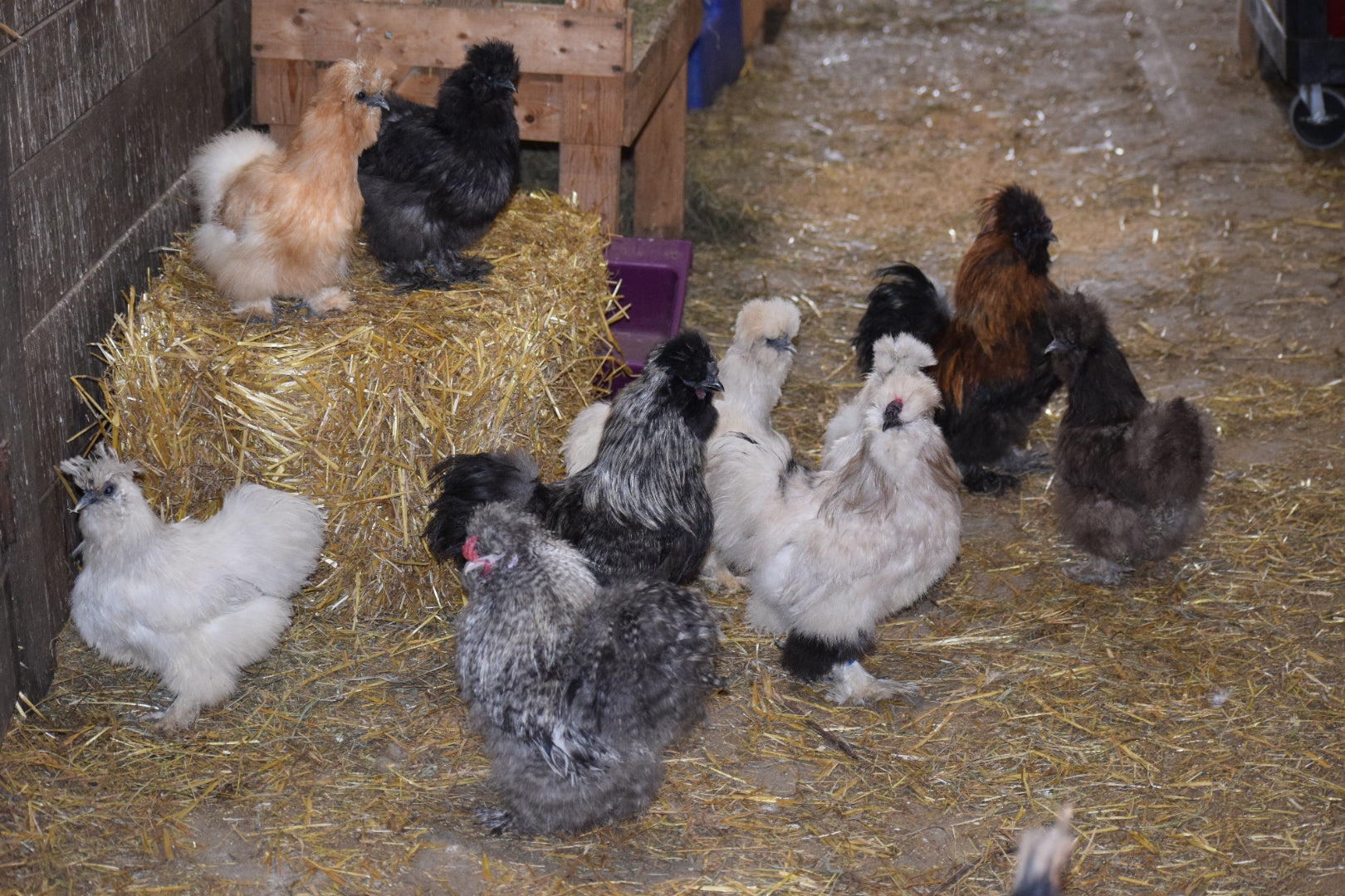 Silkie chicks