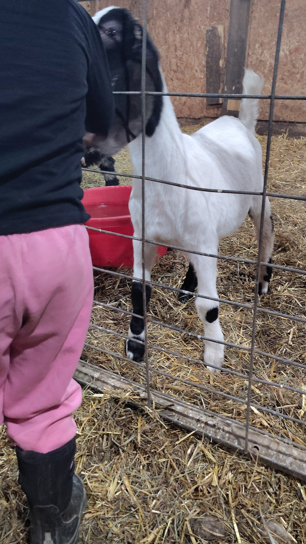 Boer goat wether