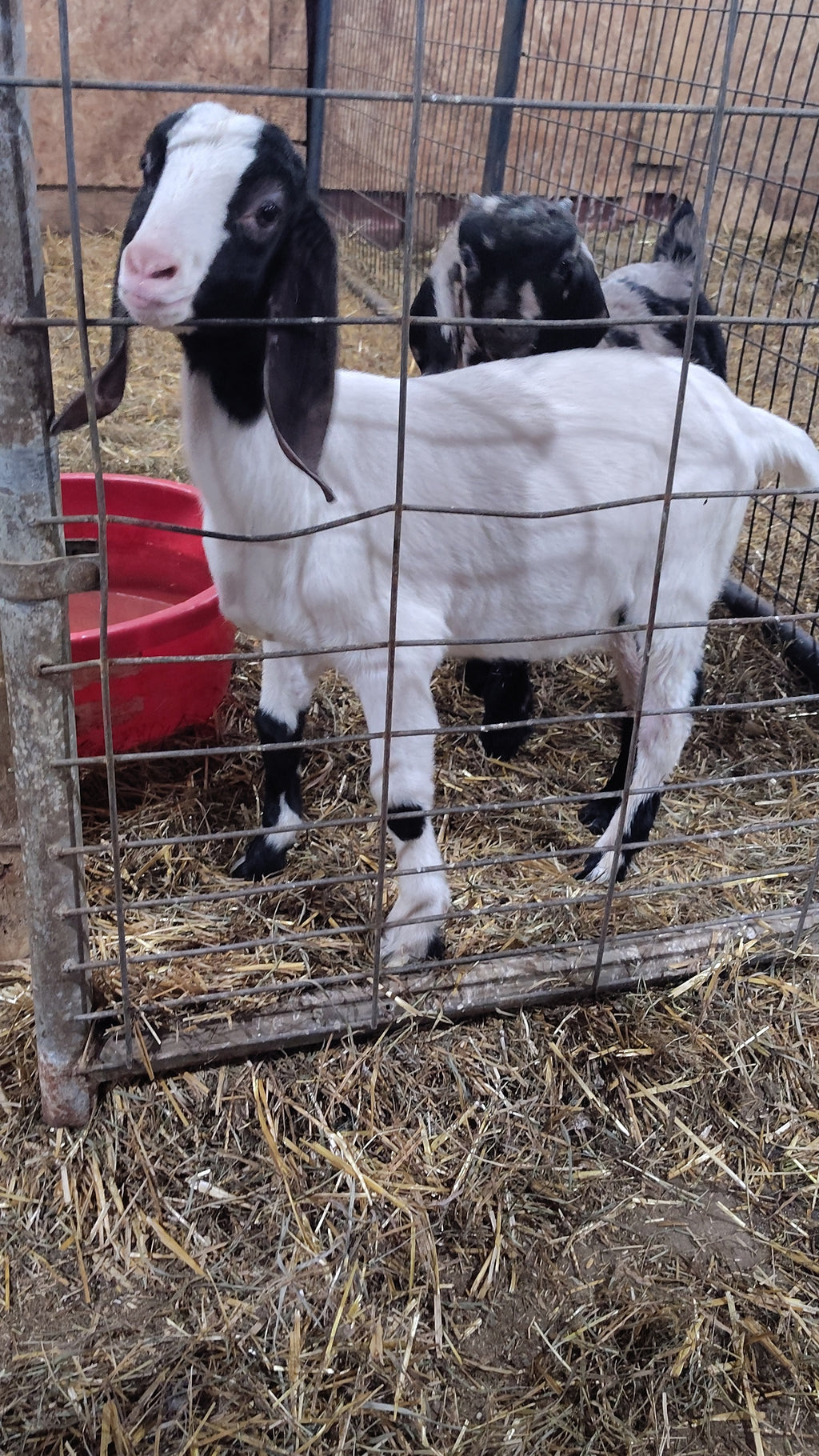 Boer goat wether
