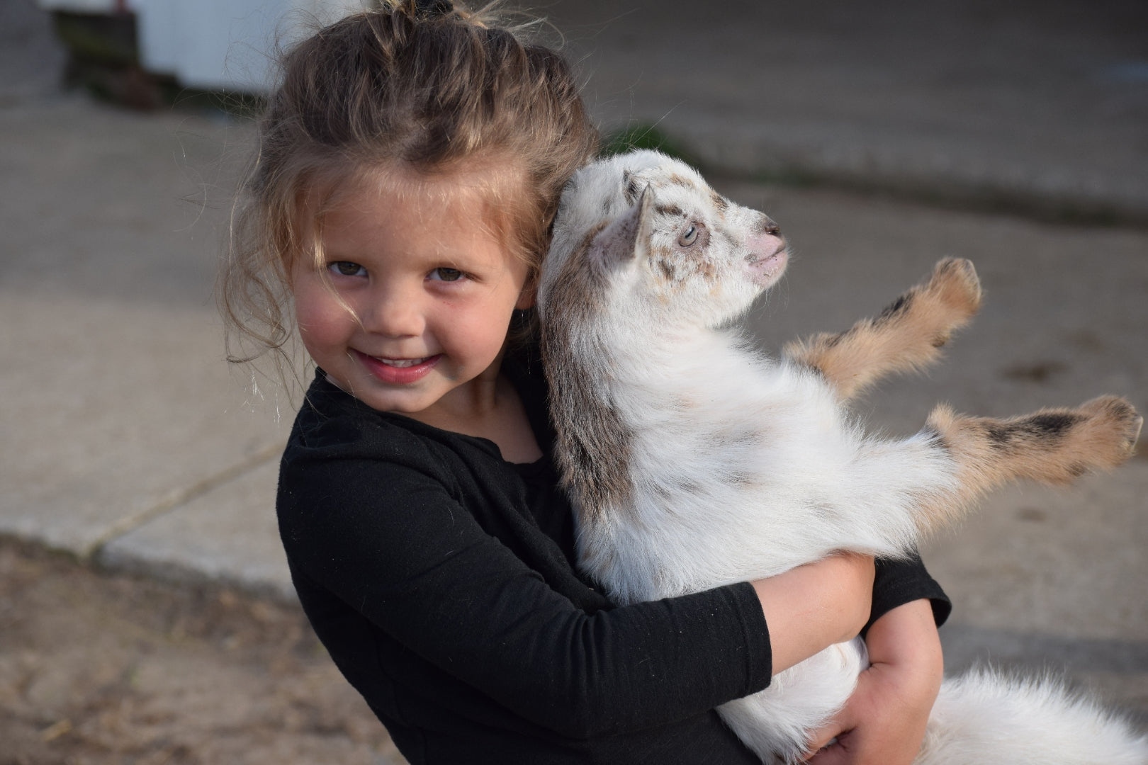 Boer goat wether