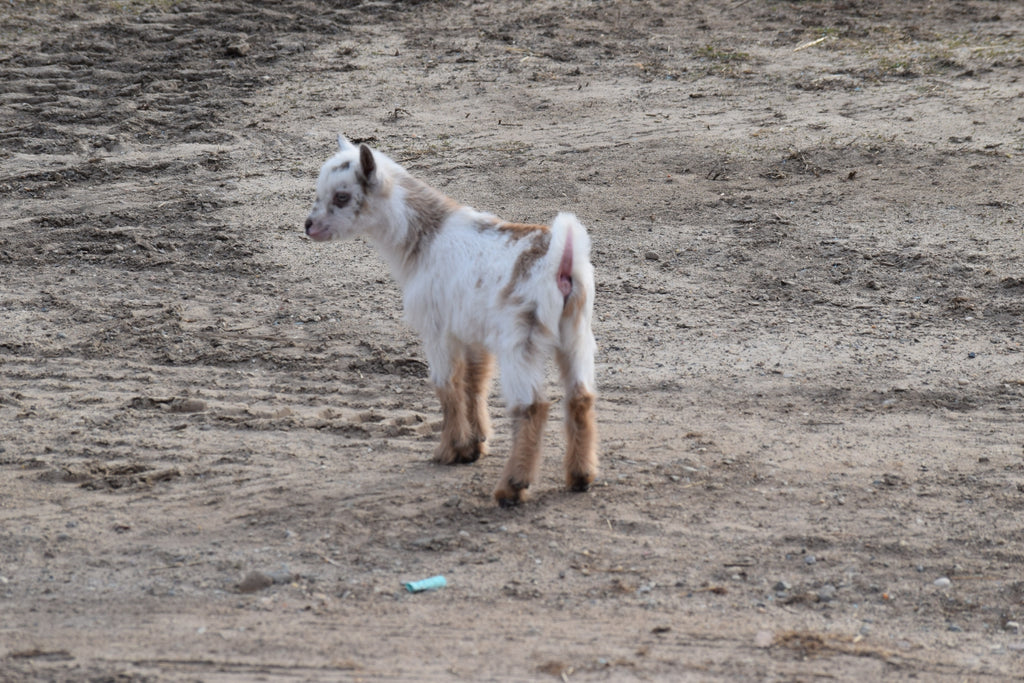 Boer goat wether