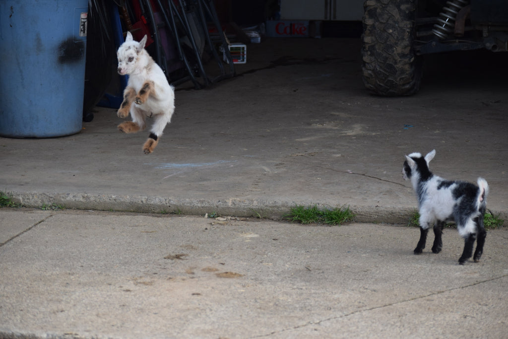 Boer goat wether