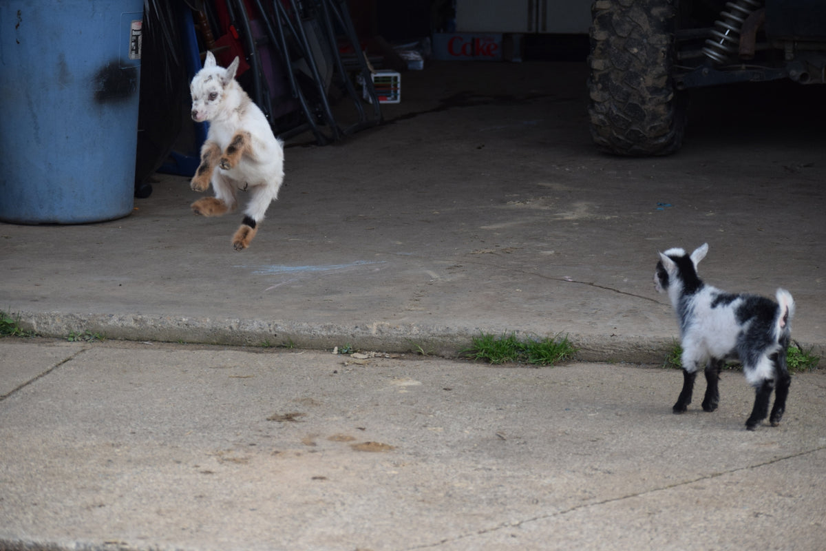 Boer goat wether
