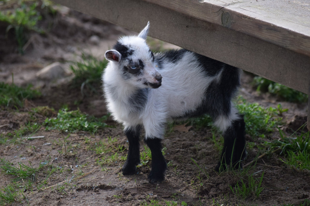 Boer goat wether